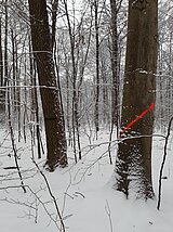 Linkziel: Link zum Beitrag mit dem Thema Waldarbeiten auf der Wöllmisse ; Bildinhalt: Mit Strichen markierte Bäume in einem verschneiten Winterwald