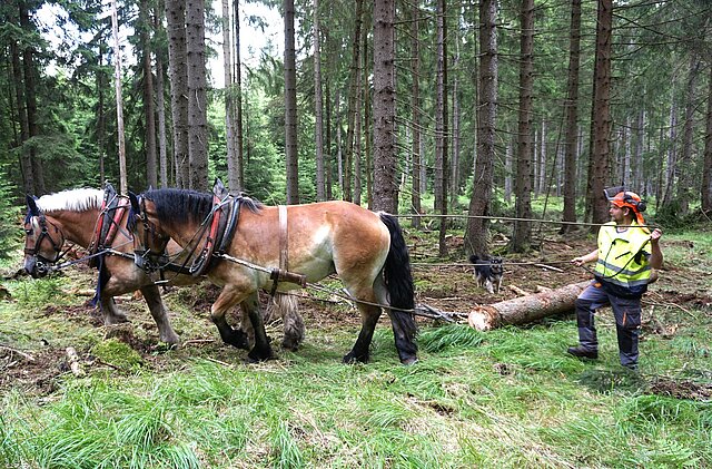 Zwei Pferde ziehen einen Baumstamm durch den Wald. Der Pferdeführer lenkt sie aus etwas Abstand.