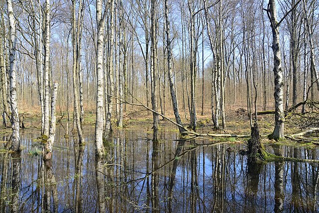 Im Wasser stehende Birkenbäume