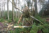 Linkziel: Link zum Beitrag mit dem Thema Winterstürme treffen auf geschwächte Wälder; Bildinhalt: Ein durch Sturm abgebrochener Baum, der einen Hochsitz im Wald abgerissen hat.