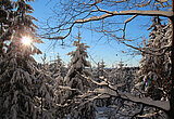 Linkziel: Link zum Beitrag mit dem Thema So trotzen Waldbäume den Frostgraden; Bildinhalt: Laub- und Nadelbäume mit Schnee bedeckt