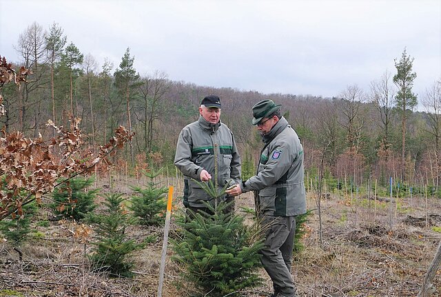 Zwei Männer in dunkelgrüner Forstuniform begutachten auf einer niedrig bewachsenen Walddfläche einen kleinen rund ein Meter hohen Nadelbaum