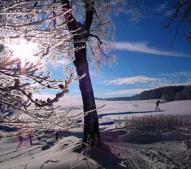 Blick auf eine verschneite Waldlandschaft bei Sonnenschein