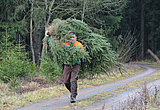 Linkziel: Link zum Beitrag mit dem Thema Nach den Festtagen: Wohin mit dem Weihnachtsbaum?; Bildinhalt: Mann trägt einen Weihnachtsbaum auf der Schulter