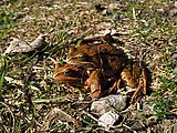 Linkziel: Link zum Beitrag mit dem Thema Krötenhochzeit im Forsthaus Willrode; Bildinhalt: Braune Kröten bei der Paarung