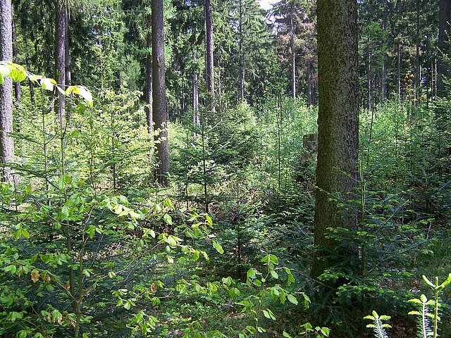 Junge Nadelbäume stehen auf einer Waldfläche zwischen älteren Nadelbäumen.