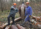 Linkziel: Link zum Beitrag mit dem Thema Duales Forststudium? Wie geht das?; Bildinhalt: Zwei Männer im Wald mit Schutzkelidung und einem Pferd
