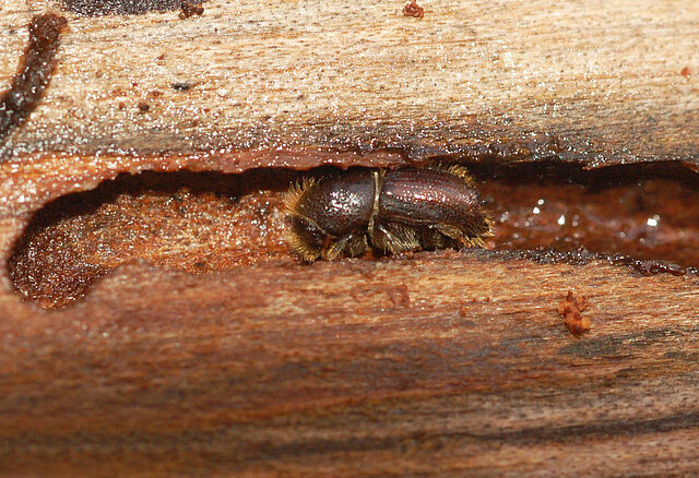 Borkenkäfer: Großaufnahme brauner Käfer im ins Holz gefressenen Gang