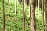 Linkziel: Link zum Beitrag mit dem Thema Wald und Holz in der deutschen Sprache; Bildinhalt: Eine Forstschutzhelferin steht im Wald und begutachtet eine Fichte.