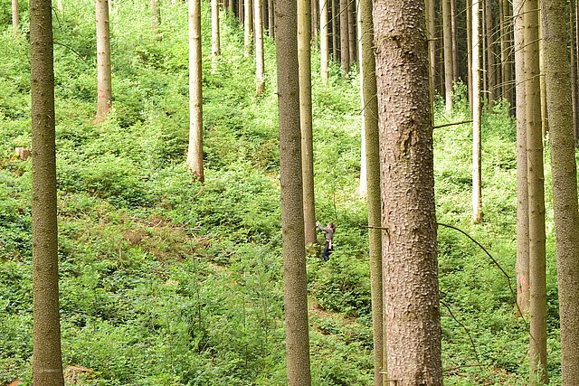 Eine Forstschutzhelferin steht im Wald und begutachtet eine Fichte.
