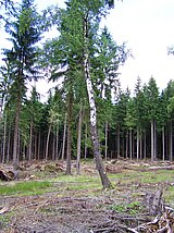 Linkziel: Link zum Beitrag mit dem Thema Klimawald auf Umwegen; Bildinhalt: Eine einzelne Birke steht vor einem Waldbestand
