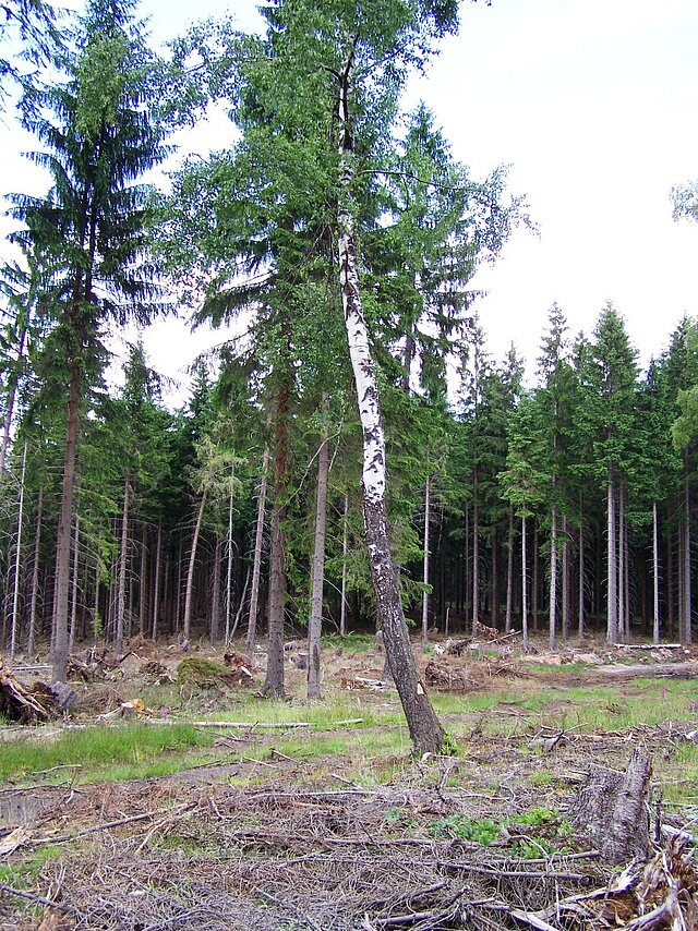 Eine einzelne Birke steht vor einem Waldbestand