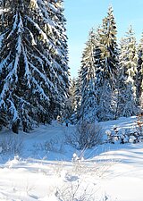 Linkziel: Link zum Beitrag mit dem Thema Ruhe, Schlaf und Starre – Winterstrategien der Waldtiere; Bildinhalt: Ein Skifahrer auf einer Loipe im verschneiten Wald.