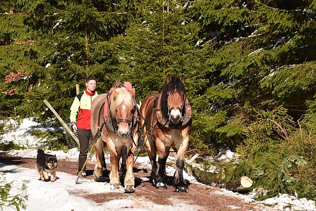 Ein Auszubildender läuft hinter zwei Rückpferden auf dem Waldweg im Winter. Nebendran läuft ein Jagdhund.