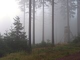 Linkziel: Link zum Beitrag mit dem Thema Wo viel Licht ist, ist auch Schatten; Bildinhalt: Wald im Nebel