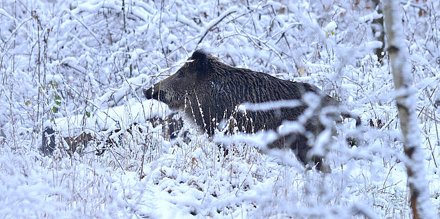 Eine Bache, weibliches (Wild) Schwein steht im verschneiten Wald