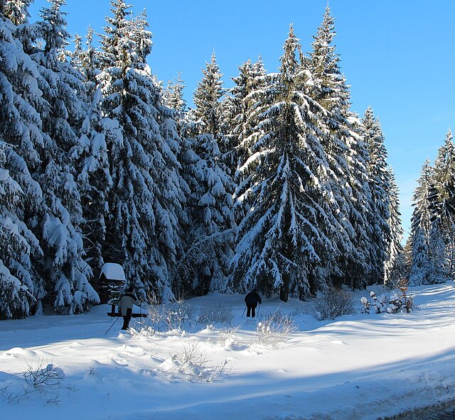 Langlauf-Skifahrer auf einem verschneiten und gespurten Waldweg