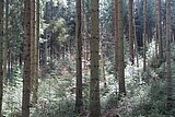 Linkziel: Link zum Beitrag mit dem Thema 100 Jahre Dauerwald-Idee; Bildinhalt: Bild von einem Nadelwald