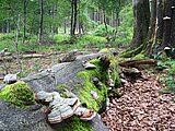 Linkziel: Link zum Beitrag mit dem Thema Biologische Vielfalt: Zumindest die Wälder sind auf gutem Weg ; Bildinhalt: ein mit Pilzen bewachsener alter Baumstamm liegt im Laubwald