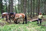 Linkziel: Link zum Beitrag mit dem Thema Holzernte - Pferderücken mit Kopf und Verstand; Bildinhalt: Zwei Pferde ziehen einen Baumstamm durch den Wald. Der Pferdeführer lenkt sie aus etwas Abstand.