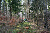 Linkziel: Link zum Beitrag mit dem Thema ThüringenForst unterstützt PEFC-Waldbesitzerkampagne; Bildinhalt: Waldbewirtschaftung mit Hilfe von Rückepferden als Beispiel für schonende Waldbewirtschaftung.