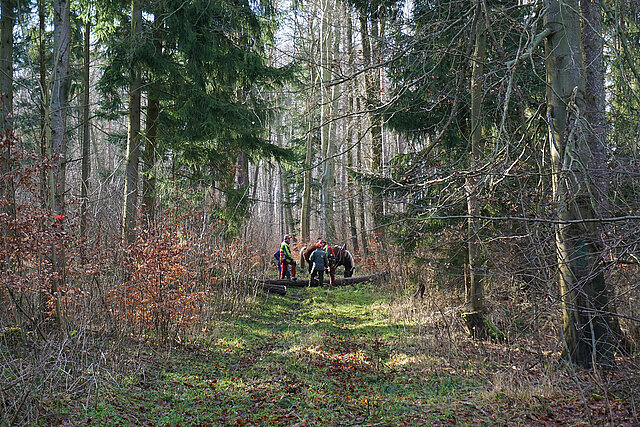 Waldbewirtschaftung mit Hilfe von Rückepferden als Beispiel für schonende Waldbewirtschaftung.
