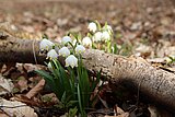 Linkziel: Link zum Beitrag mit dem Thema Das Frühjahr klopft an; Bildinhalt: Nahaufnahme von Märzenbechern im Wald.