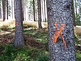 Linkziel: Link zum Beitrag mit dem Thema Borkenkäfer: Das große Fressen hat begonnen; Bildinhalt: Blick auf ein Waldstück mit "K" gekennzeichneten Nadelbäumen