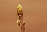 Knospe eines Ahorns in Nahaufnahme. Die Blüte ähnelt einer länglichen Artischicke mit weniger "Fächern"