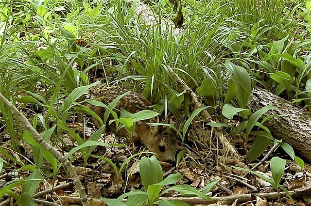 Ein Rehkitz liegt versteckt und getarnt durch seine Punkte zwischen den Pflanzen im Wald