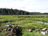 Bild vom Baumbewuchs befreiten Moorkörper am Saukopfmoor bei Oberhof