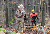 Mann in forstlicher Schutzkelidung mit Pferd im Wald