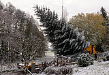 Linkziel: Link zum Beitrag mit dem Thema Zum achten Mal in Folge schmückt ein Weihnachtsbaum aus Thüringen das Brandenburger Tor; Bildinhalt: Die Nordmanntanne wird auf einen Sattelzug verladen