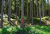 Blick auf ein Waldstück mit Fichten. Vereinzelt ist ein leuchtend rotes "K" auf die Baumstämme geschrieben.