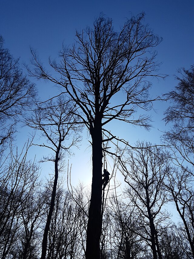 Ein Baumkletterer hängt an einem Seil an einem abgestorbenen Baum und sägt diesen in mehreren Metern Höhe ab.