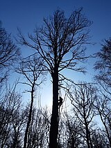 Linkziel: Link zum Beitrag mit dem Thema Forstamt warnt vor Gefahren durch Totholz im Laubwald; Bildinhalt: Ein Baumkletterer hängt an einem Seil an einem abgestorbenen Baum und sägt diesen in mehreren Metern Höhe ab.