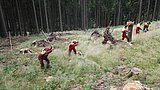 Linkziel: Link zum Beitrag mit dem Thema Bäume pflanzen – aber richtig!; Bildinhalt: Luftaufnahme: Forstwirte bepflanzen eine Kahle Waldfläche, im Hintergrund ist dichterer Wald abgebildet.