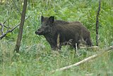 Linkziel: Link zum Beitrag mit dem Thema Medieninformation; Bildinhalt: Ein männliches Wildschwein steht im Wald