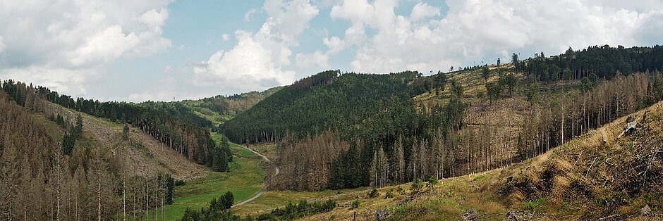 Weitläufige Hügellandschaft mit verschiedenen Wald-, Schad- oder Versuchsflächen zur Wiederbewaldung.