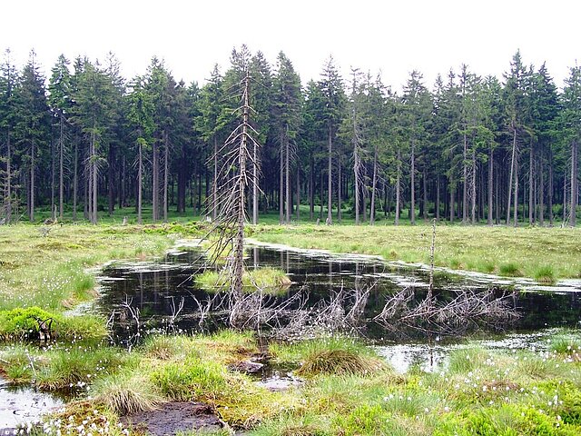 Moorwiese mit Wasserstellen vor einem Wald.