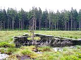 Linkziel: Link zum Beitrag mit dem Thema Frühjahrsschmelzwasser: Wald dient dem Hochwasserschutz; Bildinhalt: Moorwiese mit Wasserstellen vor einem Wald.