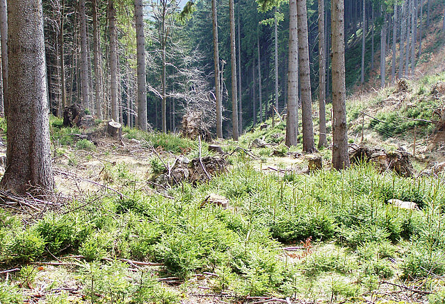 Blick auf ein Waldstück mit neuen nachwachsenden Nadelbäumchen