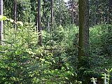 Linkziel: Link zum Beitrag mit dem Thema Neue Studie: Waldumbau zeigt positive Klimaeffekte; Bildinhalt: Junge Nadelbäume stehen auf einer Waldfläche zwischen älteren Nadelbäumen.