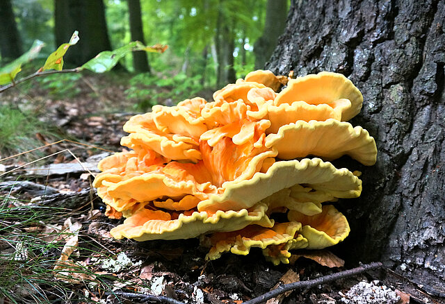 Gelber, fächerartiger Pilz am Fuße eines Baumstammes im Laubwald