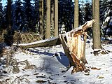 Linkziel: Link zum Beitrag mit dem Thema Bei Winterstürmen den Wald meiden; Bildinhalt: Ein umgestürzter Baum mit Wald