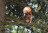 Eichhörnchen auf einem Ast sitzend mit einer Nuss
