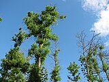 Linkziel: Link zum Beitrag mit dem Thema Verstärktes Auftreten: Gebietsfremde Waldschädlinge; Bildinhalt: Von einem Pilz angegriffene Eschen Bäume