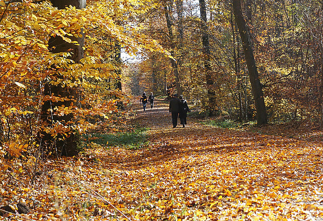 Bunter Herbstwald mit Spaziergängern auf einem Waldweg voller bunter Laubblätter