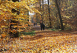Linkziel: Link zum Beitrag mit dem Thema "Indian Summer" in Thüringen; Bildinhalt: Bunter Herbstwald mit Spaziergängern auf einem Waldweg voller bunter Laubblätter