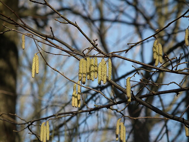 In einem Baum hängen kleine längliche, zapfenartige Blüten / Furchtstande der Haselnuss